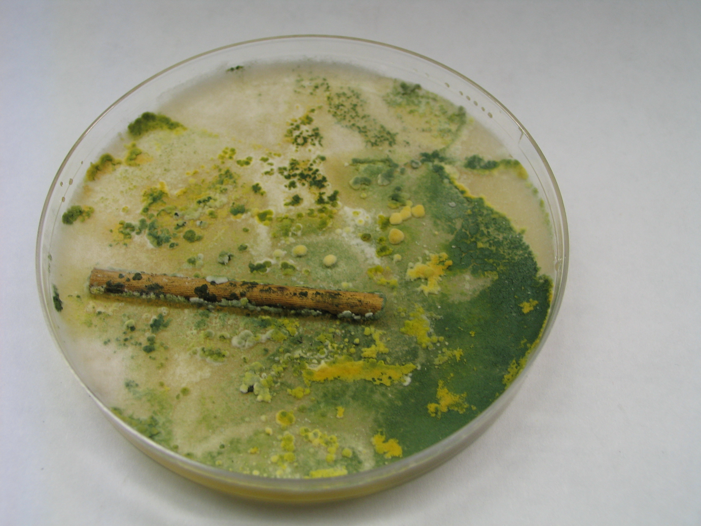 Algen und Pilze wachsen aus den Sporen
