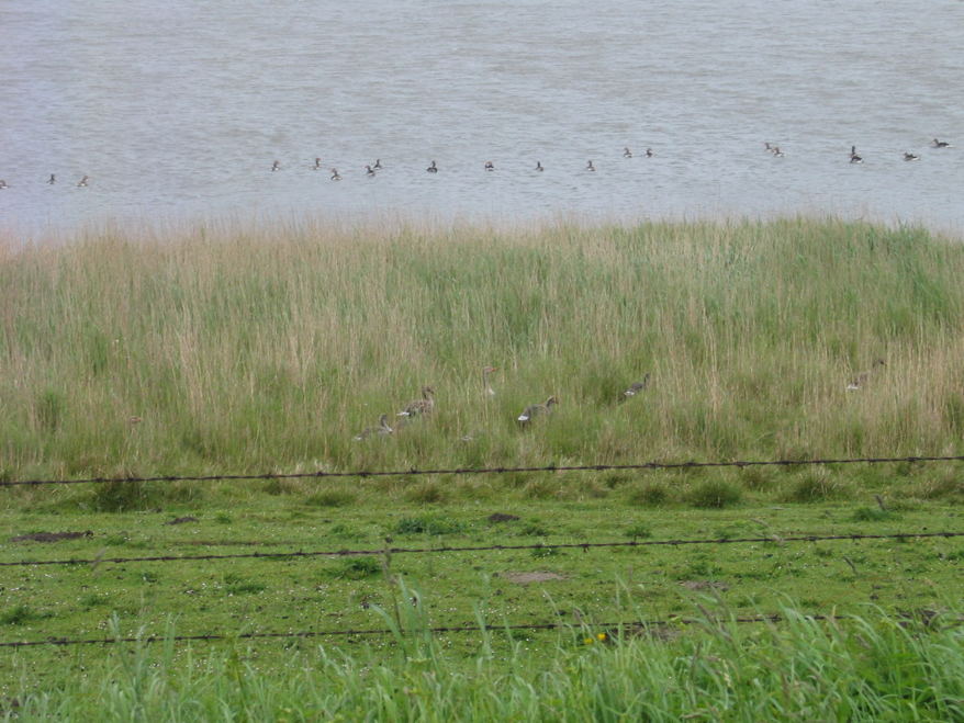 REET wächst am und im Wasser REET wächst am und im Wasser