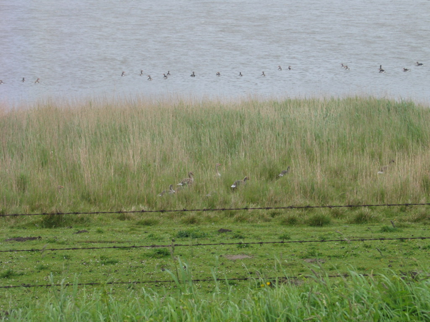 REET wchst am und im Wasser